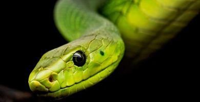 tienda online reptiles