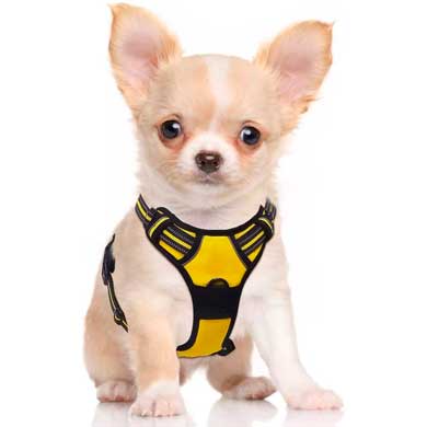 arnés para perros tienda online